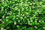 Czosnek niedwiedzi (Allium ursinum L.)