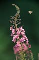 Wierzbówka kiprzyca (Epiliobium anqustifolium)