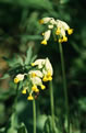 Pierwiosnka lekarska (Primula veris)