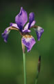 Kosaciec syberyjski (Iris siberica)