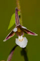 Kruszczyk botny (Epipactis palustris)