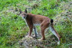 Ryś (Lynx)