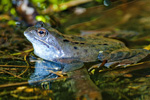 Żaba moczarowa (Rana arvalis)