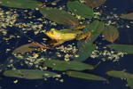 Żaba jeziorkowa (Rana lessonae)