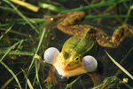 Żaba jeziorkowa (Rana lessonae)