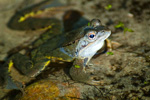 Żaby moczarowe (Rana arvalis)
